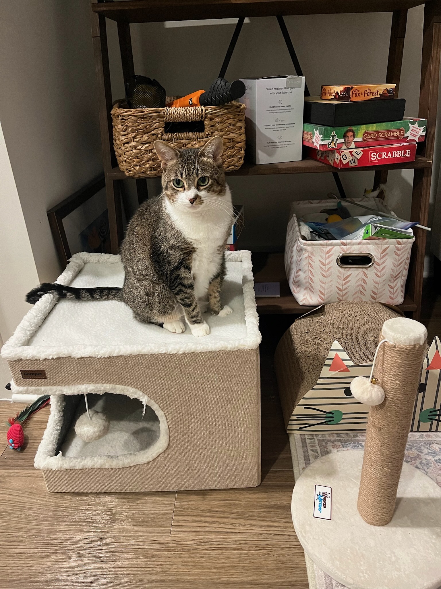 Daisy sitting on top of a cardboard box